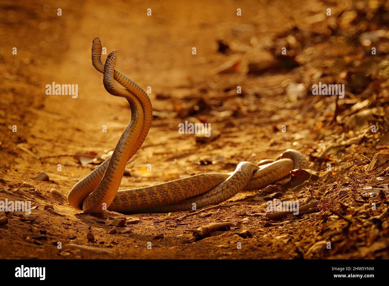 Serpientes indias de rata en lucha, mucosa Ptyas. Dos serpientes indias no venenosas enredaron en la danza del amor en la polvorienta carretera del parque nacional de Ranthambore, India. Foto de stock