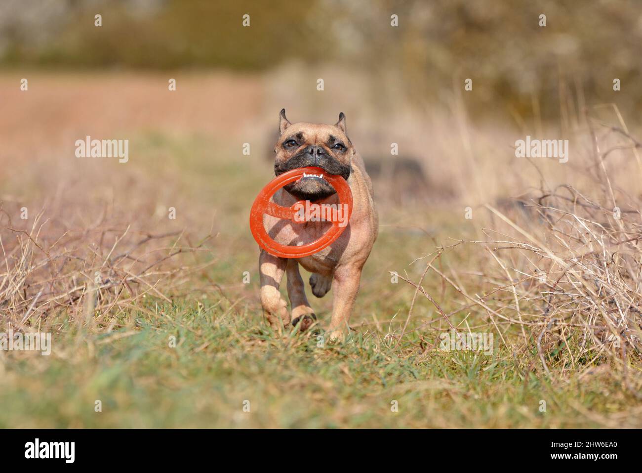 Perro Bulldog francés jugando a FETCH con un juguete de disco volador Foto de stock
