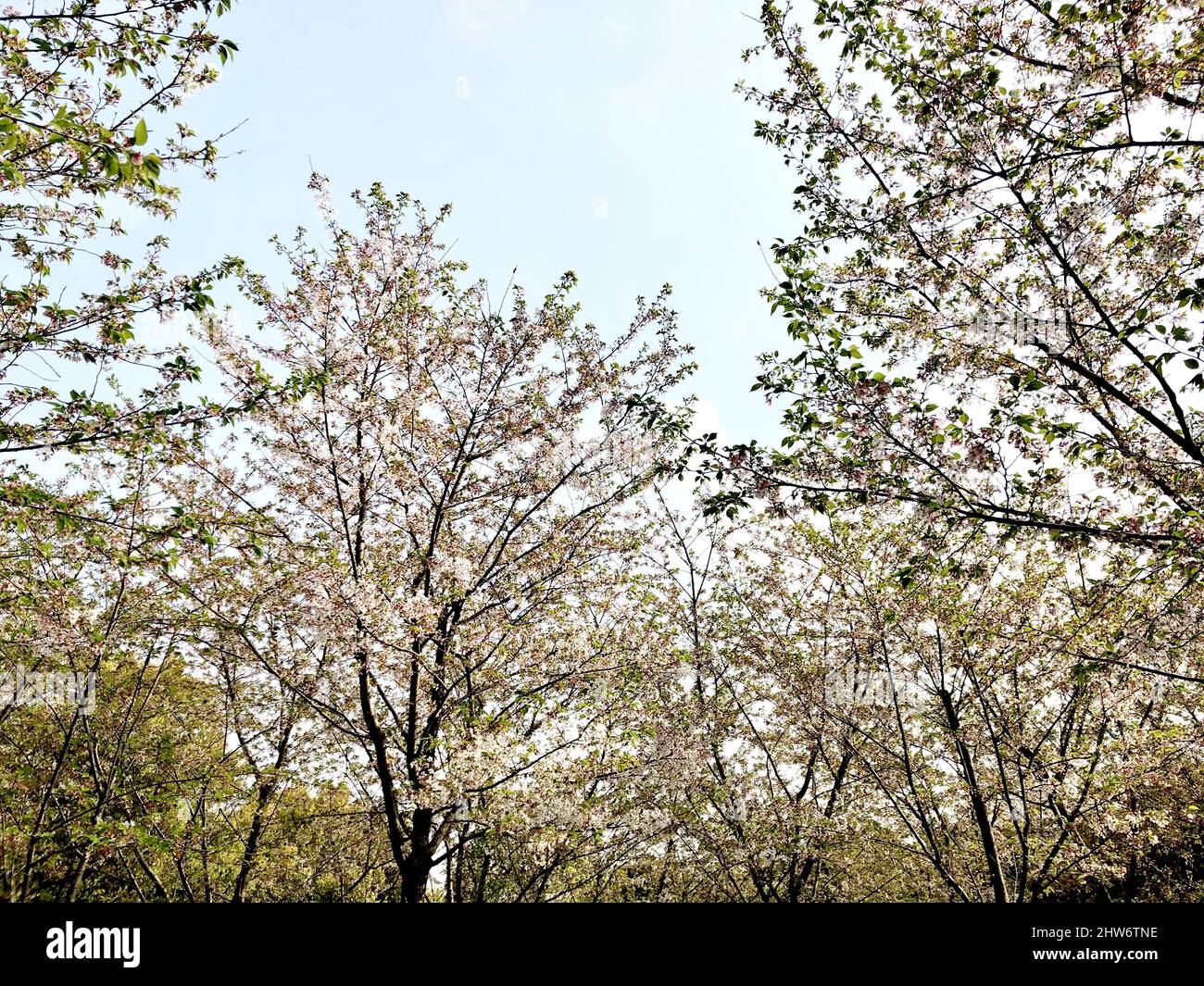 Una foto hermosa en un parque durante el día de la primavera Foto de stock
