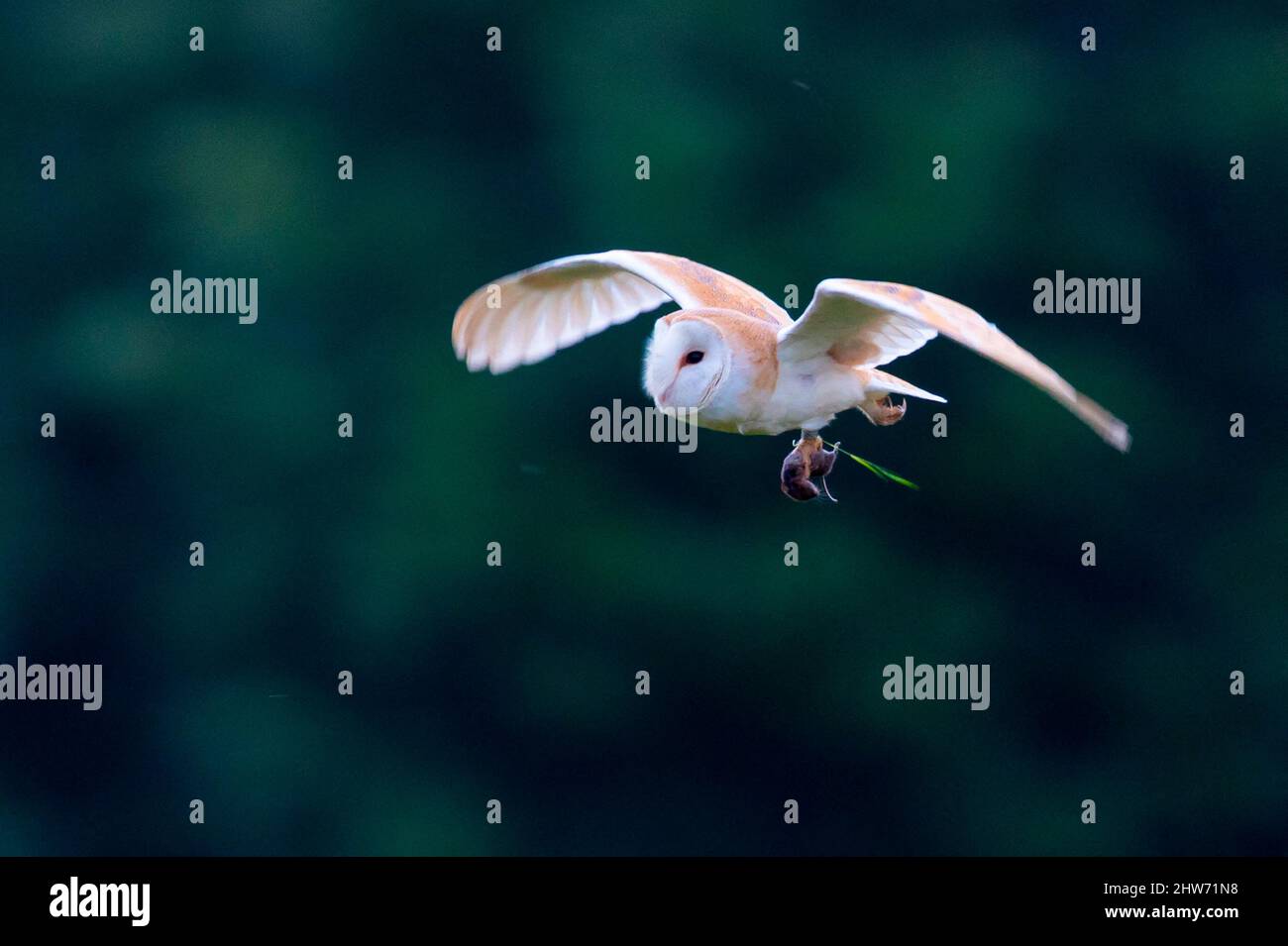Búho granero (Testo Alba) en vuelo con una presa, Inglaterra Foto de stock