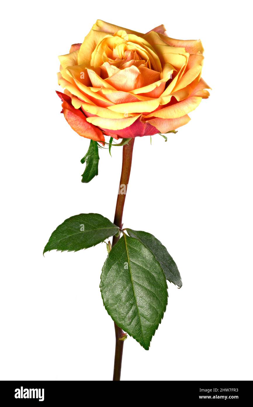 Una hermosa rosa naranja fotografiada sobre un fondo blanco claro Foto de stock