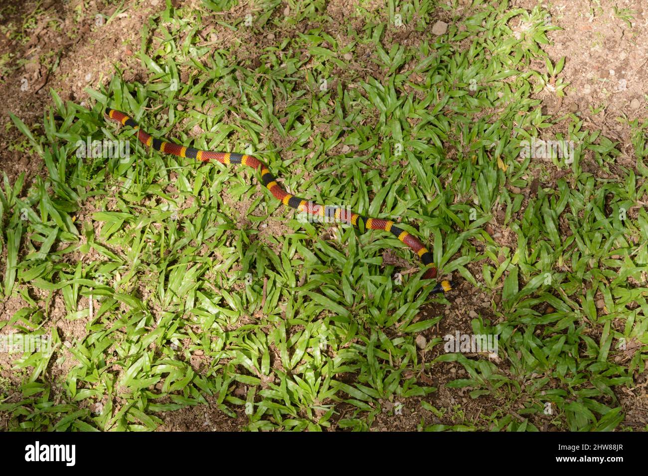 Una serpiente coral venenosa de Costa Rica (Micrurus mosquitos) se desliza a lo largo de la hierba en Costa Rica, América Central ... más Foto de stock