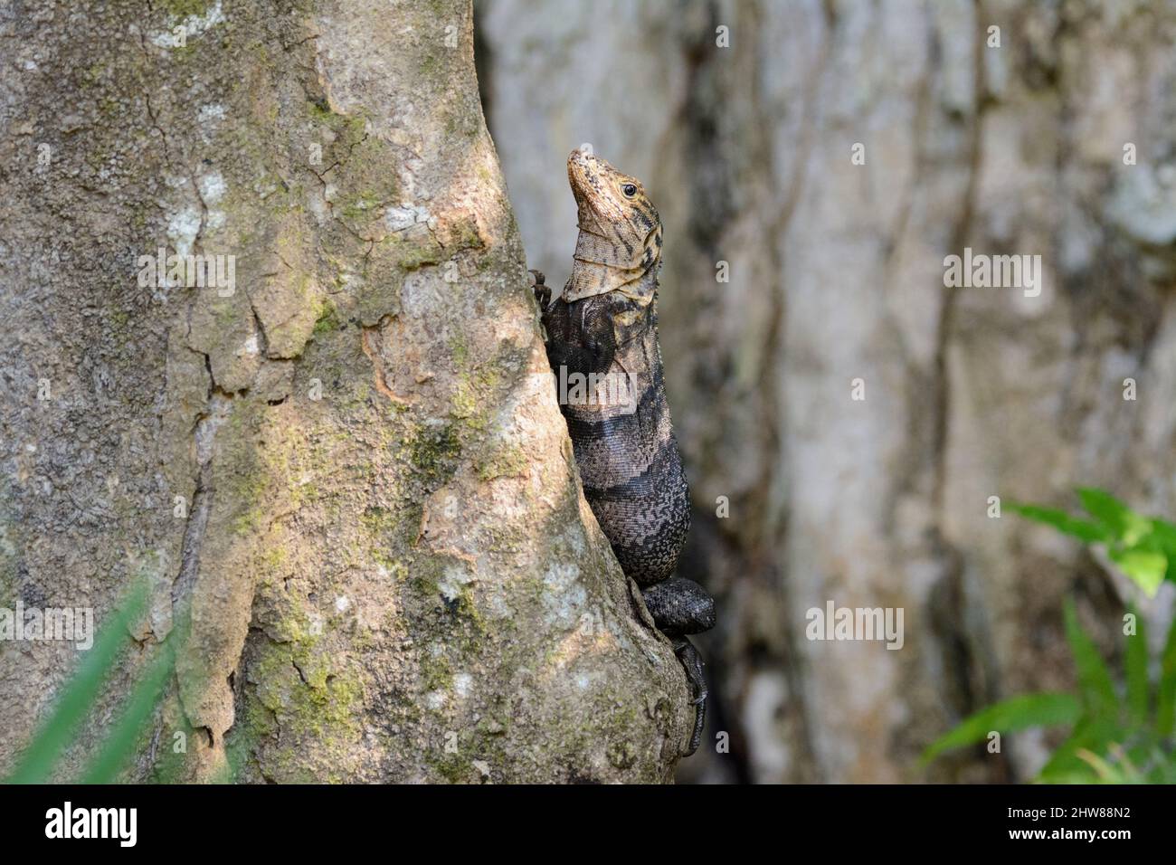 Un gran lagarto marrón se aferra a un árbol en el Parque Nacional Manuel Antonio, Provincia de Puntarenas, Quepos, Costa Rica, Centroamérica Foto de stock