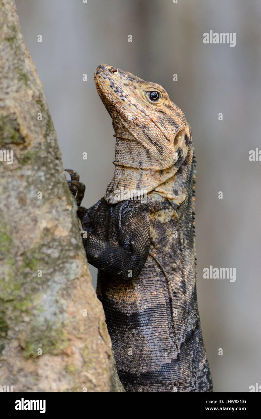 Un gran lagarto marrón se aferra a un árbol en el Parque Nacional Manuel Antonio, Provincia de Puntarenas, Quepos, Costa Rica, Centroamérica Foto de stock