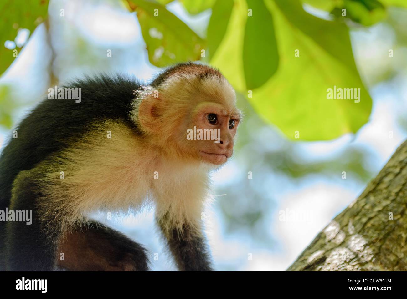Capuchino panameño de cara blanca (imitador de Cebus), Parque Nacional Manuel Antonio, Provincia de Puntarenas, Quepos, Costa Rica, Centroamérica. Foto de stock