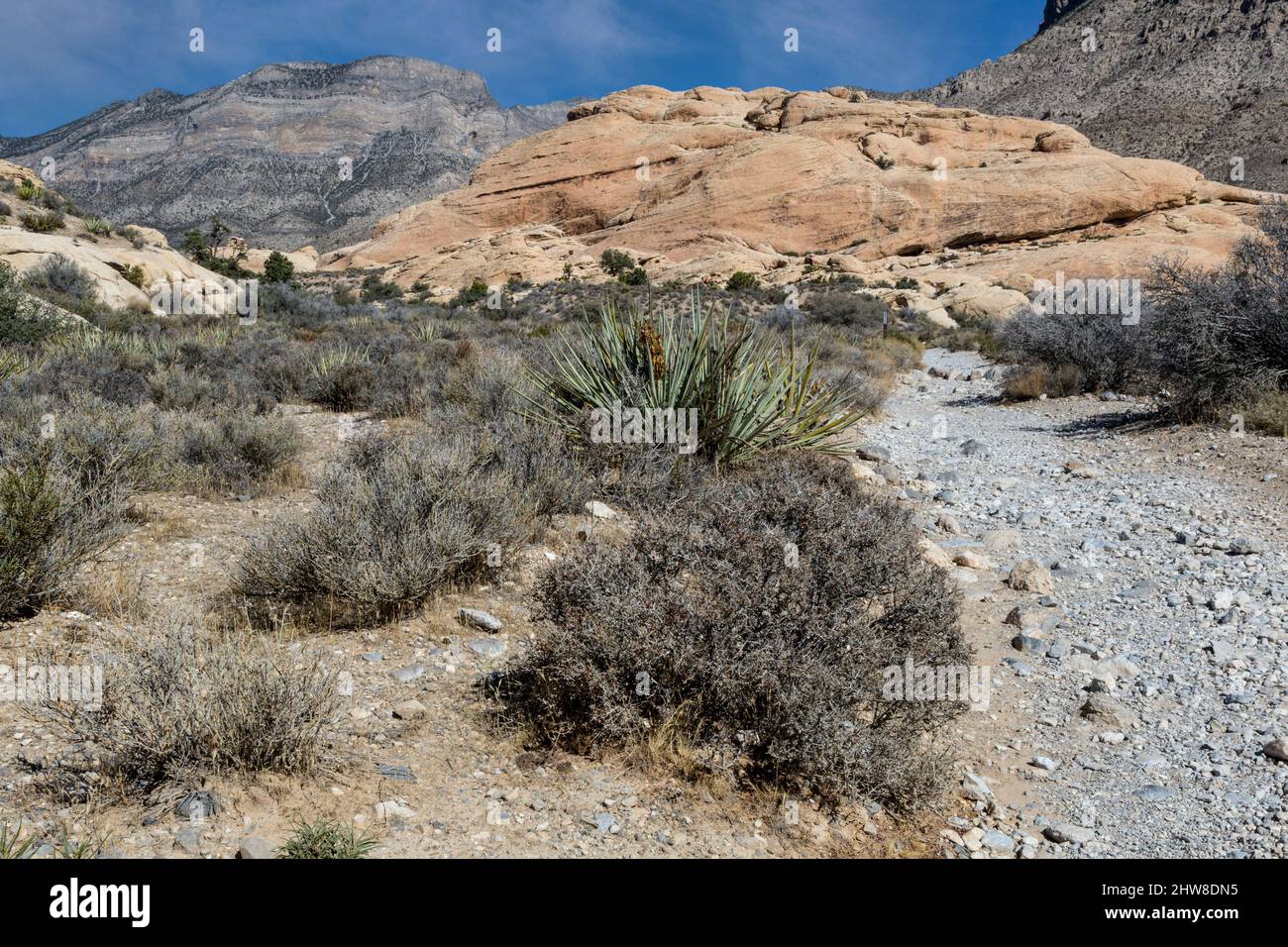 El Red Rock Canyon, en el estado de Nevada. La vegetación a lo largo de Trail para tanques de Calico. La yuca de Mojave en oriente. Foto de stock
