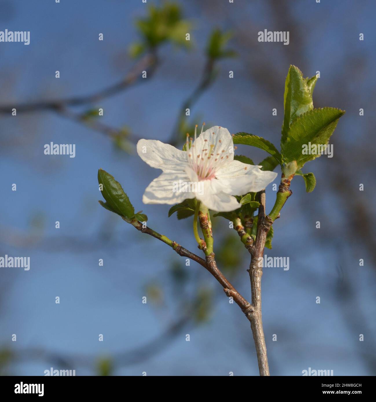 close-upm de flor blanca sobre fondo de cielo azul Foto de stock
