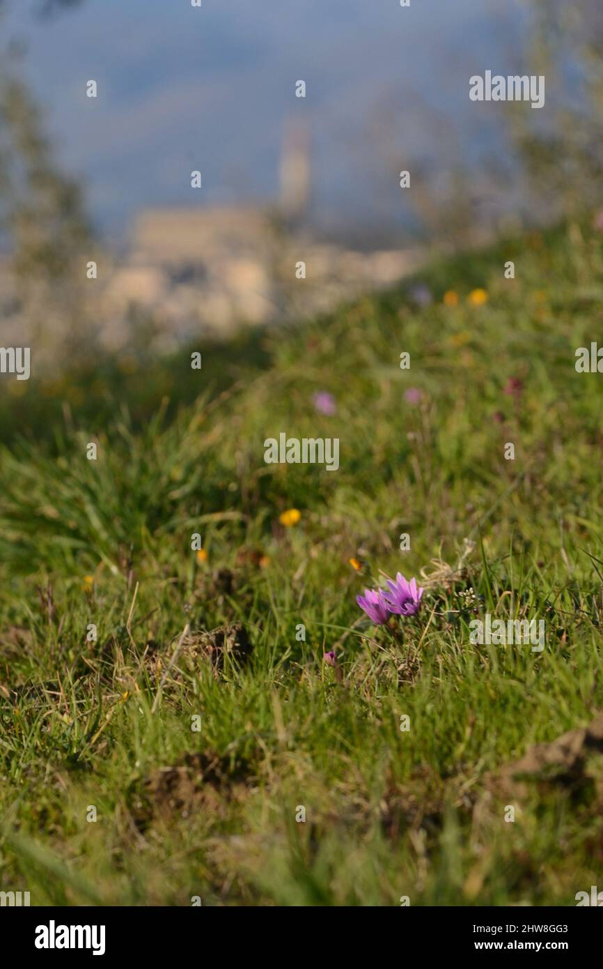 Flores de Anemone en un prado montañoso cerca de la ciudad Foto de stock