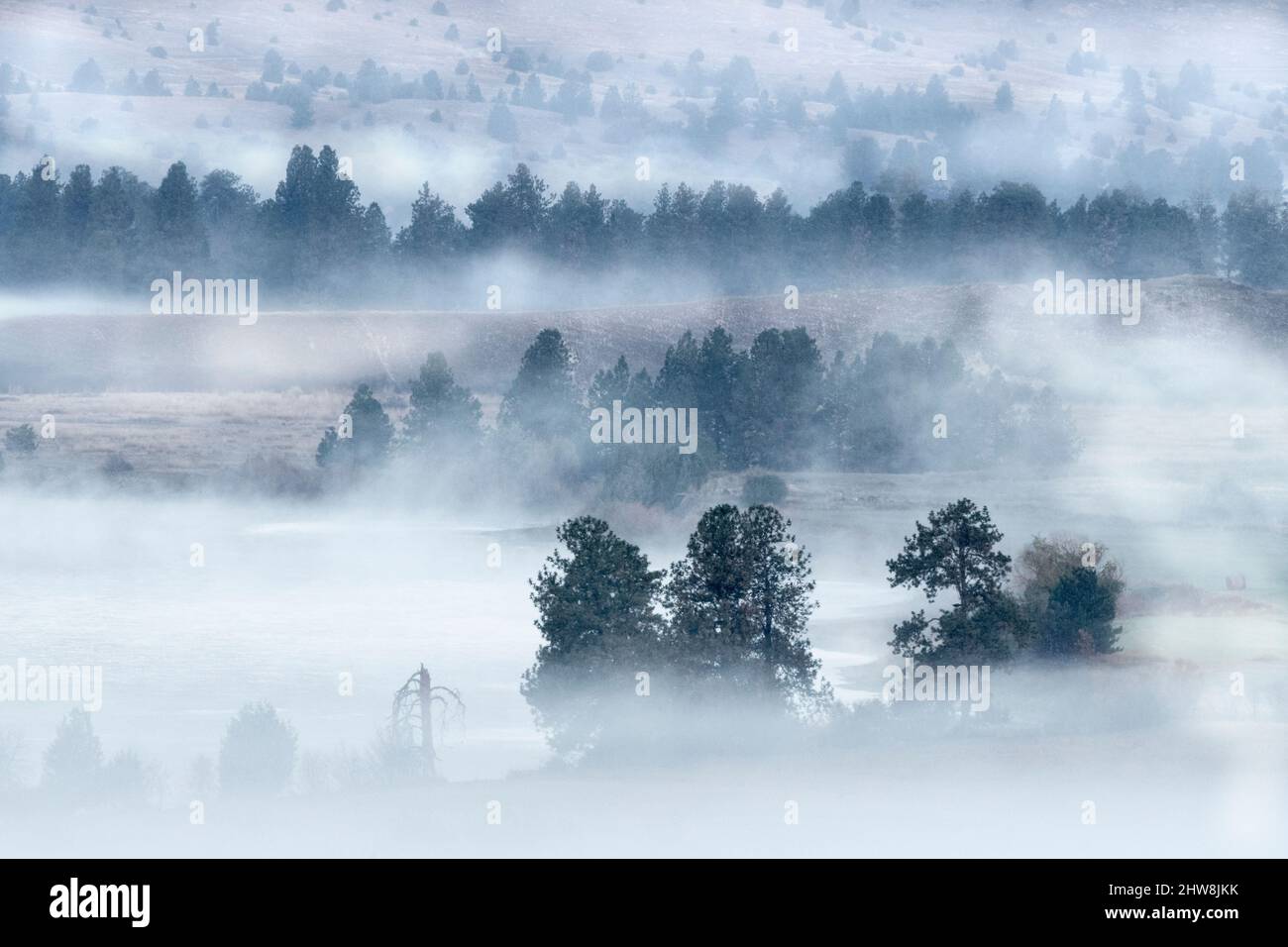 América del Norte; Estados Unidos; Montana; Flathead River; árboles en Fog Foto de stock