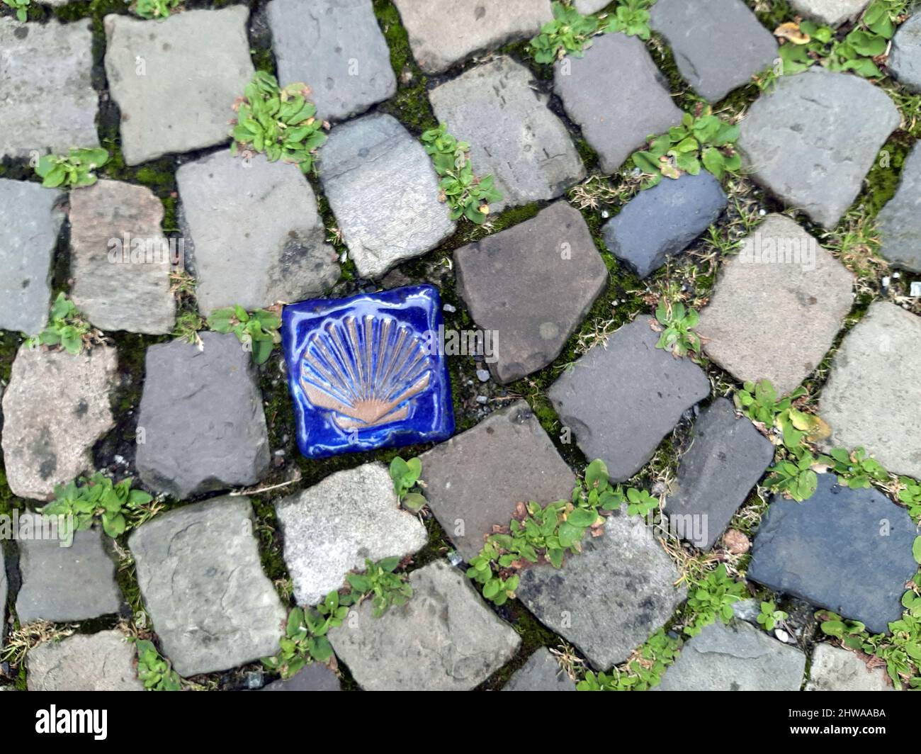 Camino de San James Peregrinaje - emblema de cerámica entre pavimentación de piedra natural con vegetación de grietas, Alemania Foto de stock