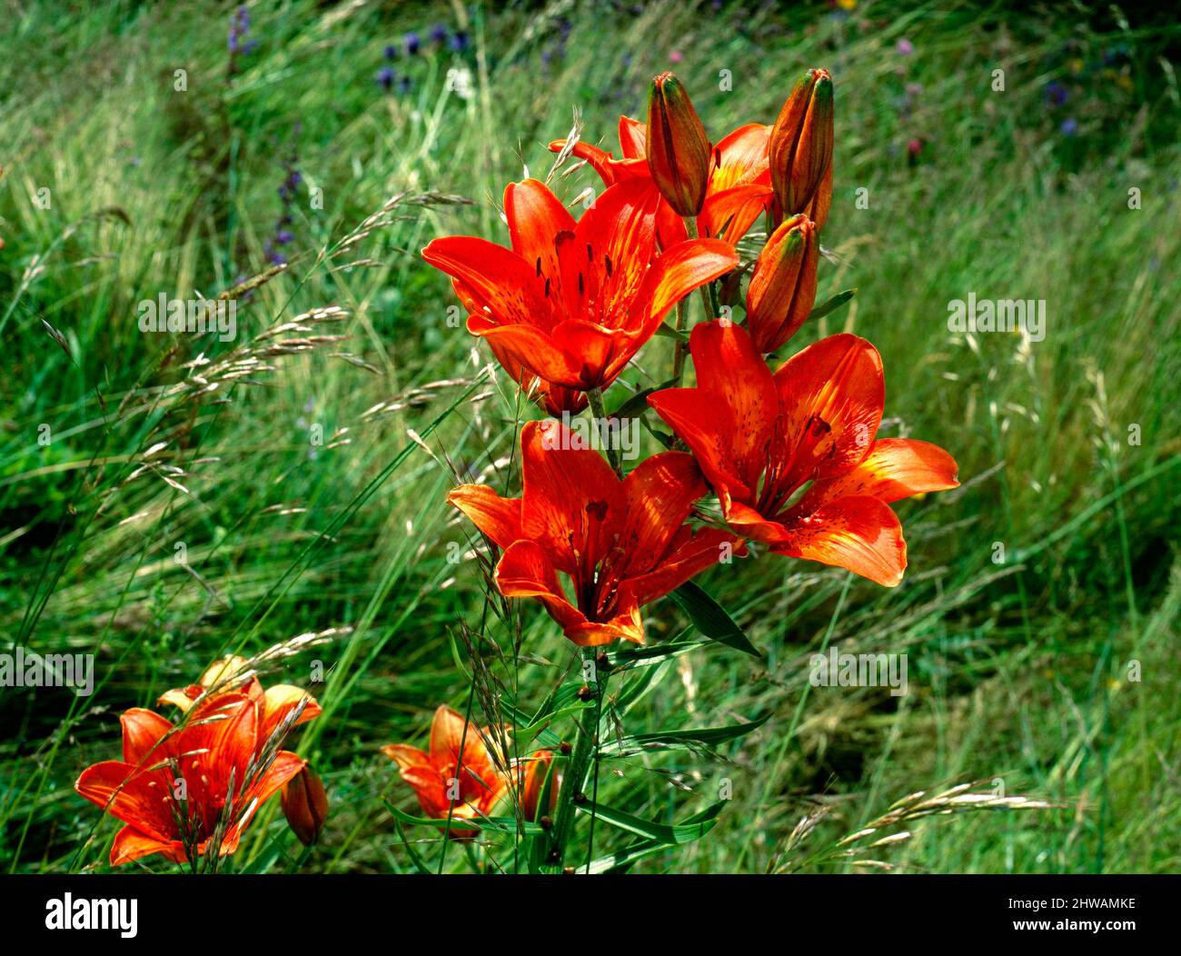 Lirios de Fuego, Lily, Cyrtanthus ventricosus Foto de stock