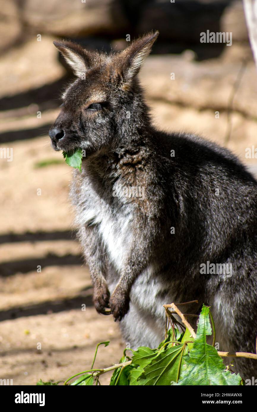 wallaby comer, australiano species.marsupials comer. Foto de stock