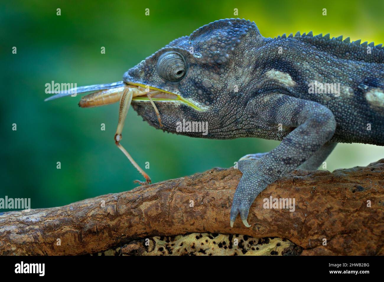 Insecto de caza Chameleon con lengua larga. Exótico hermoso reptil verde endémico con cola larga de Madagascar. La escena de la vida silvestre de la naturaleza. Furcifer Foto de stock
