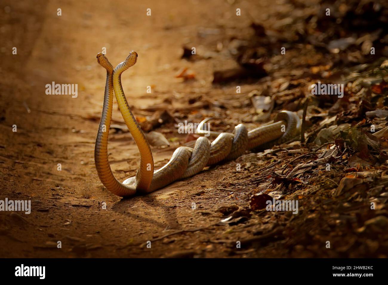 Serpientes indias de rata en lucha, mucosa Ptyas. Dos serpientes indias no venenosas enredaron en la danza del amor en la polvorienta carretera del parque nacional de Ranthambore, India. Foto de stock