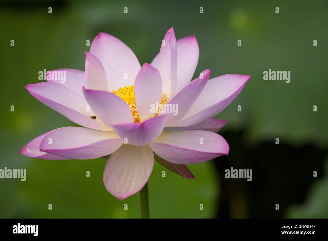 El loto floreciente también llama a las flores de buda belleza de la naturaleza. Foto de stock