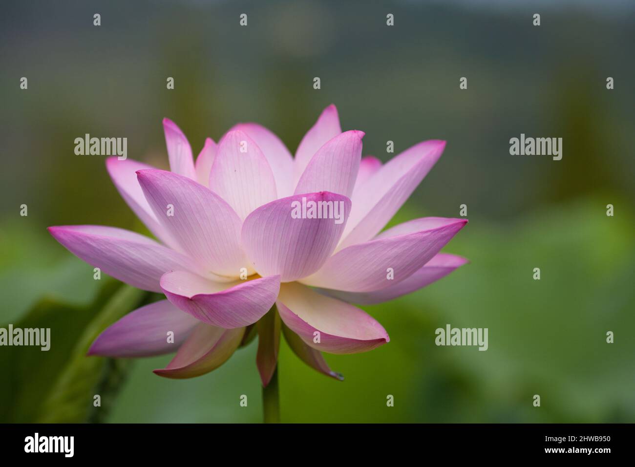 El loto floreciente también llama a las flores de buda belleza de la naturaleza. Foto de stock