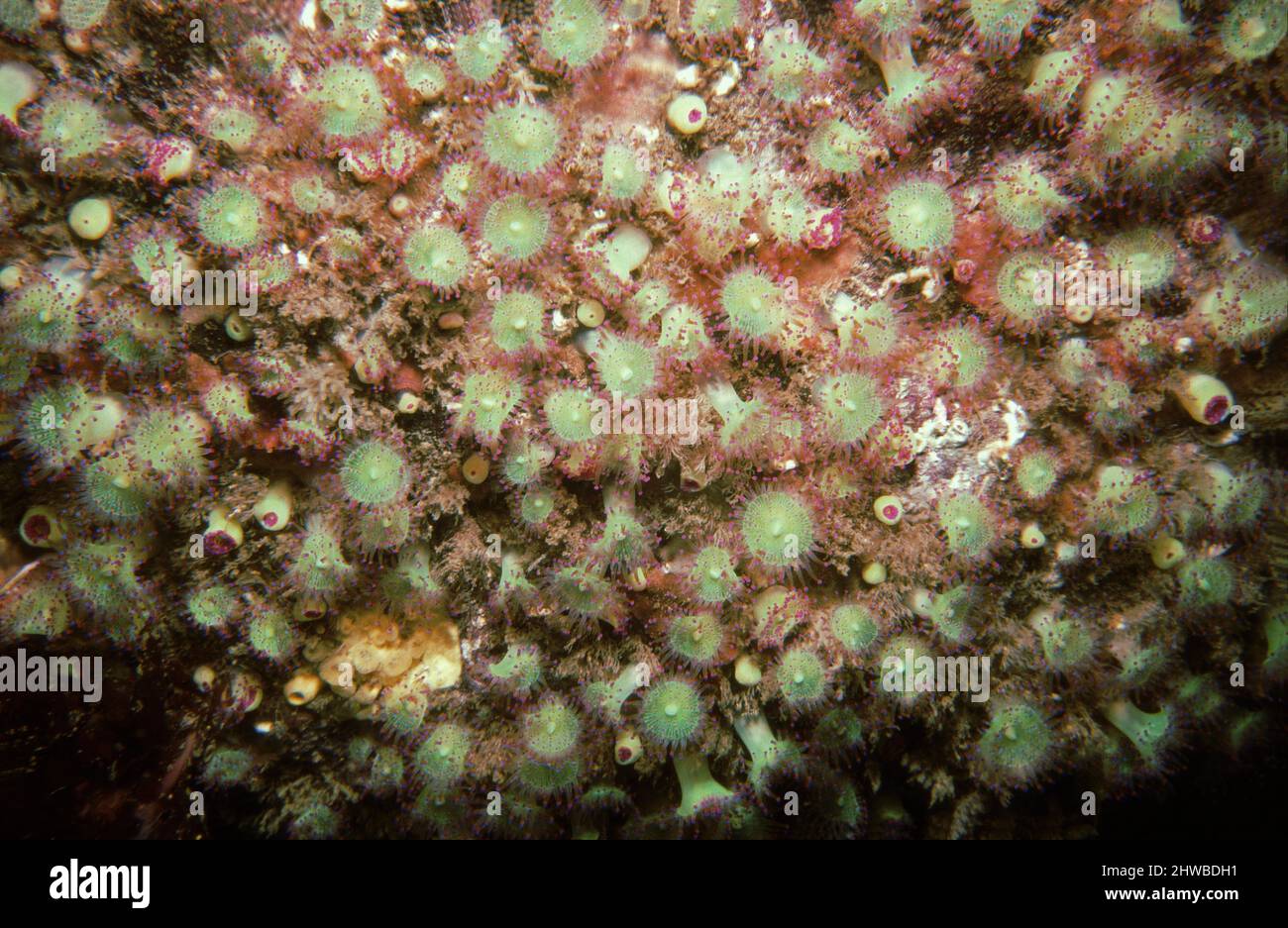 Anémonas (Corynactis viridis) alimentándose, Islas Británicas. Foto de stock