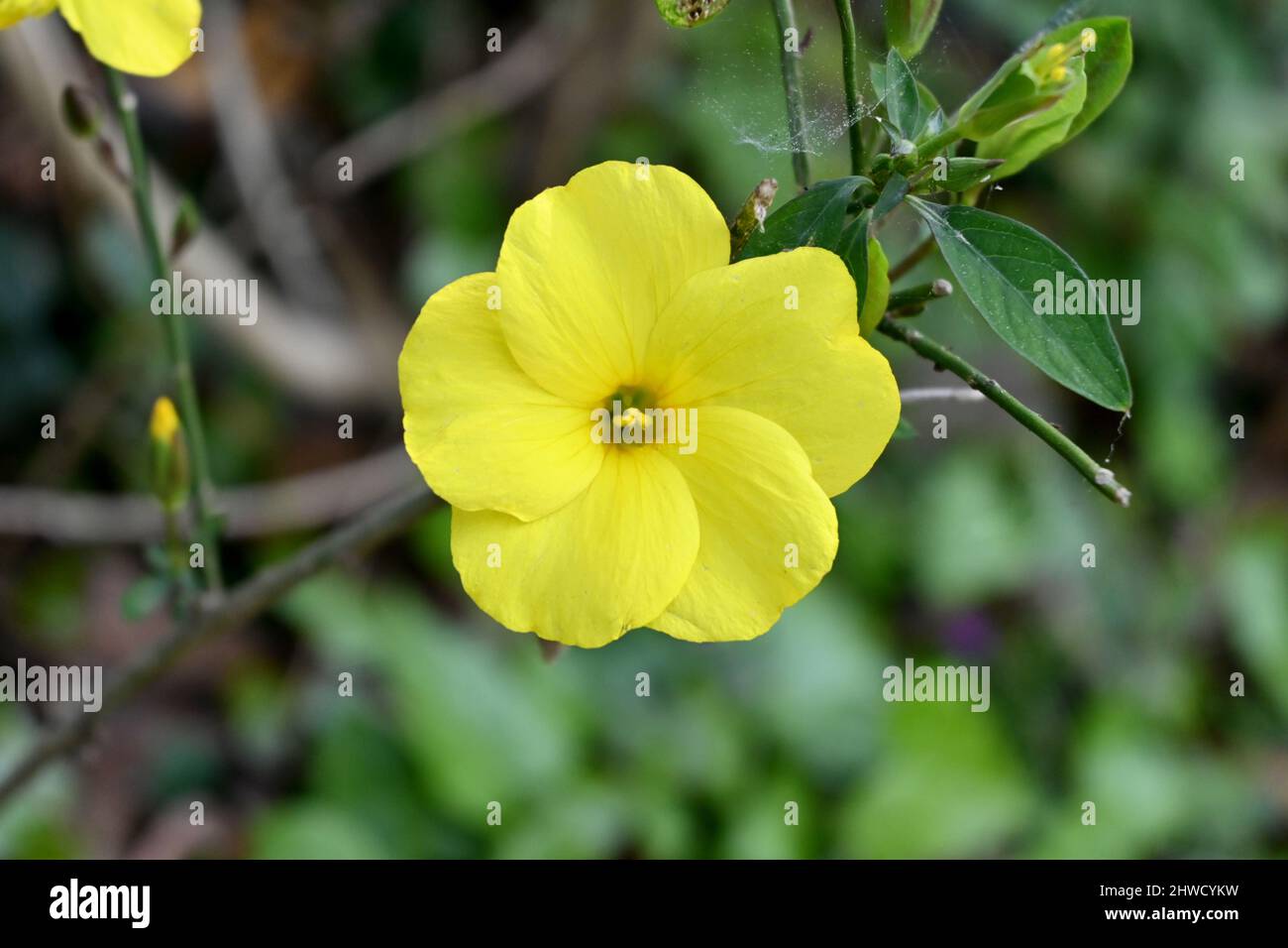 cierre la flor salvaje amarilla con las hojas de la planta y verdes en el bosque sobre fondo verde marrón fuera del foco Fotografía de stock - Alamy cierre la flor salvaje amarilla con las hojas de la planta y verdes en el bosque sobre fondo verde marrón fuera del foco Fotografía de stock - Alamy