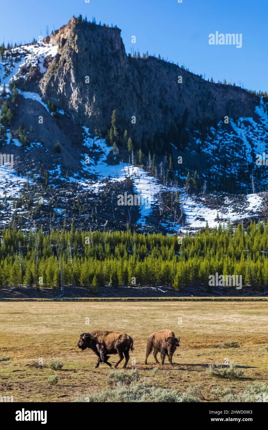 American Bison, Bison bison, parte de una manada a lo largo del río Madison, Parque Nacional Yellowstone, Wyoming, Estados Unidos Foto de stock