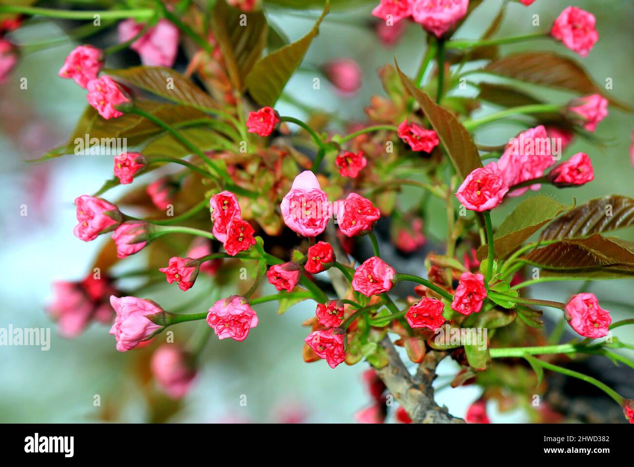 Las primeras flores y hojas del cerezo japonés sakura florecen en el  jardín. Brote en primavera en el Día de la Madre de las Mujeres. Rosa  sakura amor natural backgro Fotografía de