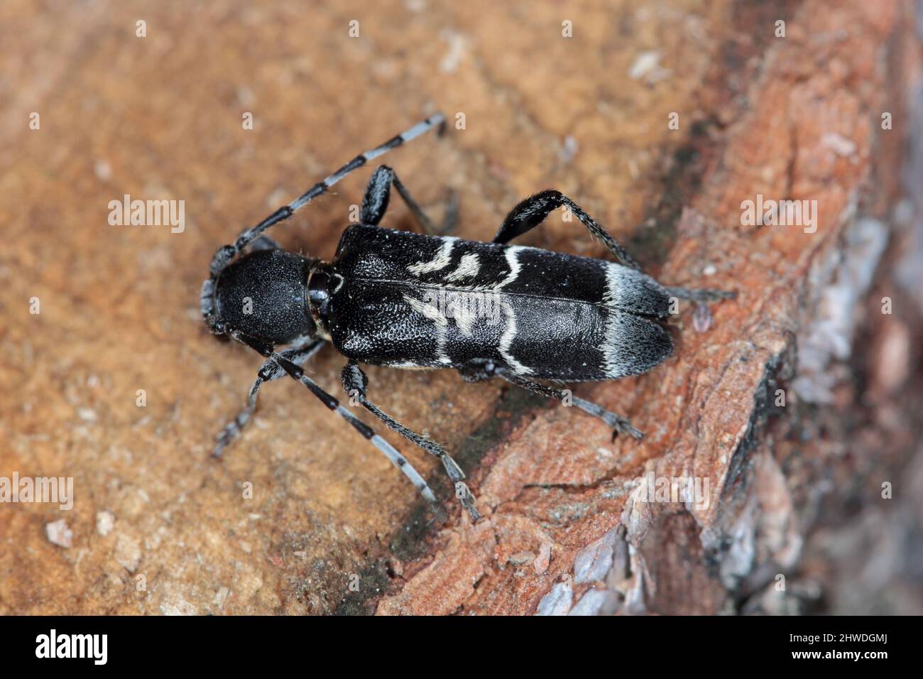 Escarabajo de cuerno largo (forma oscura) - Anaglyptus misticus en madera. Foto de stock