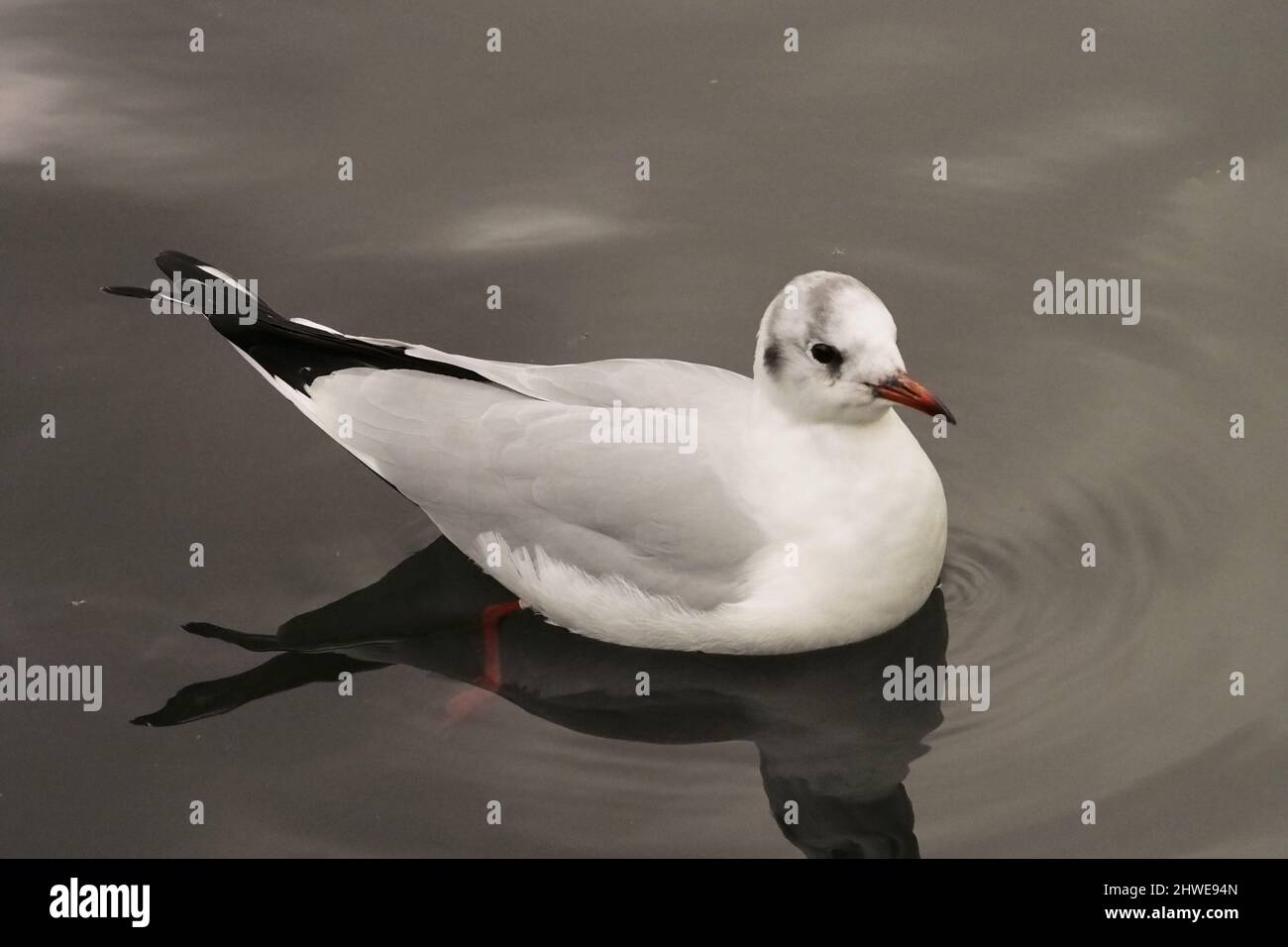 Una gaviota de cabeza negra flotando en un lago de agua dulce mostrando su plumaje invernal Foto de stock