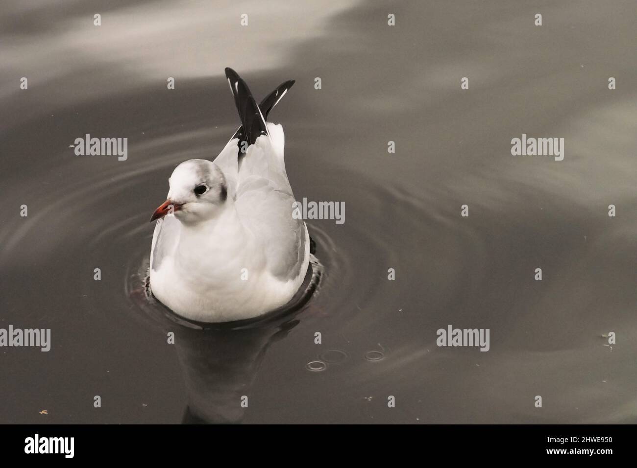 Una gaviota de cabeza negra flotando en un lago de agua dulce mostrando su plumaje invernal Foto de stock