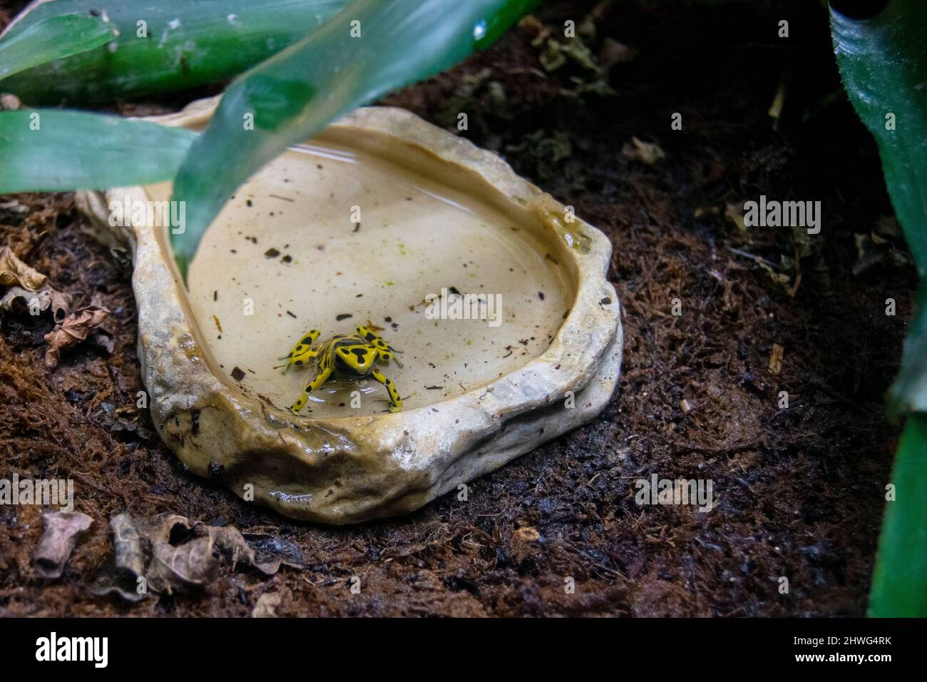 Dendrobatidae flecha amarilla rana venenosa, rana envenenosa de dardos. Armas biológicas indígenas. Colores de ranas venenosas o animales. Veneno amarillo. Foto de stock