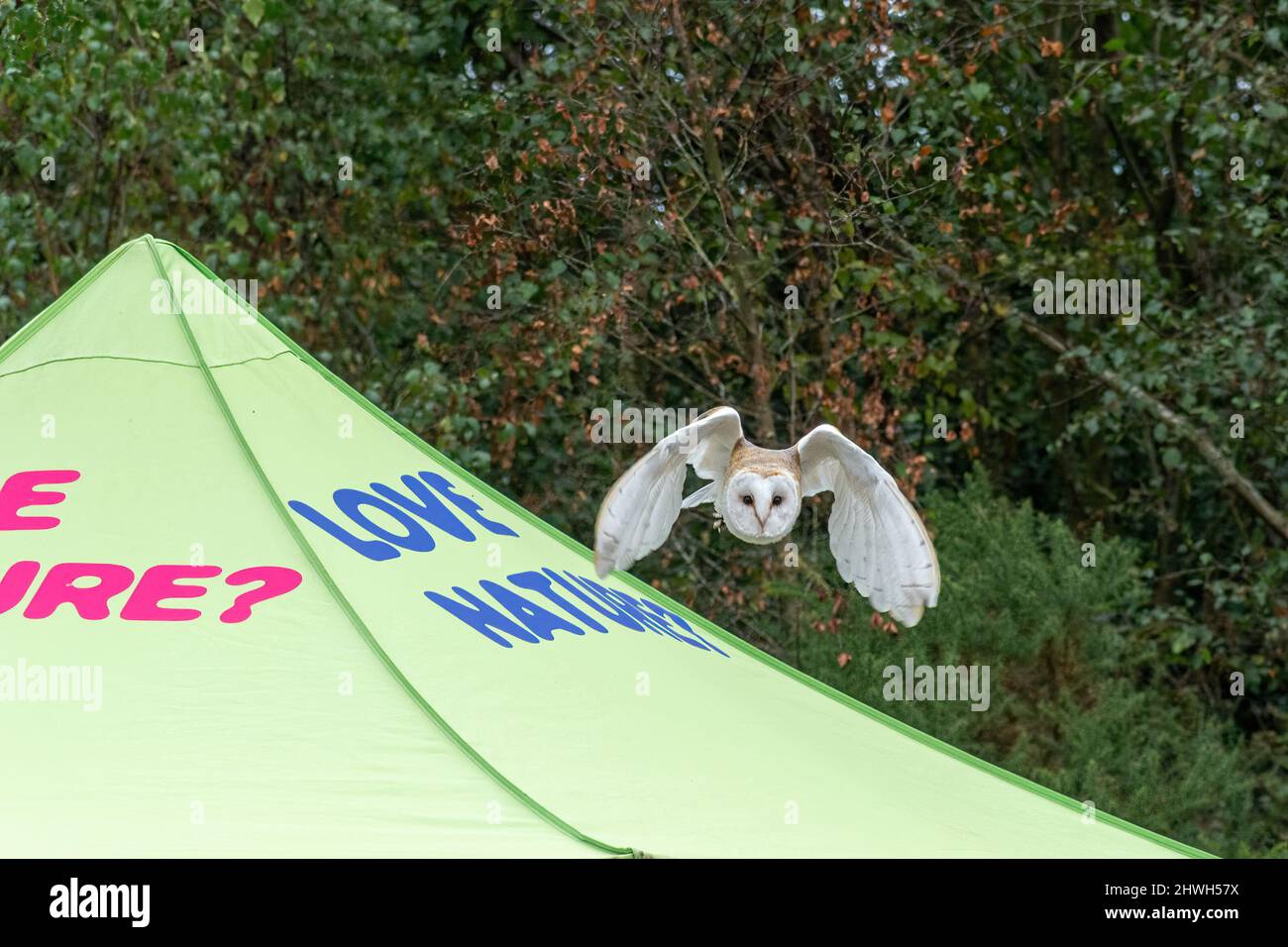 Búho granero volando sobre una tienda con Love Nature en ella, en un show de campo, Reino Unido. Demostración de aves de presa volando. Foto de stock