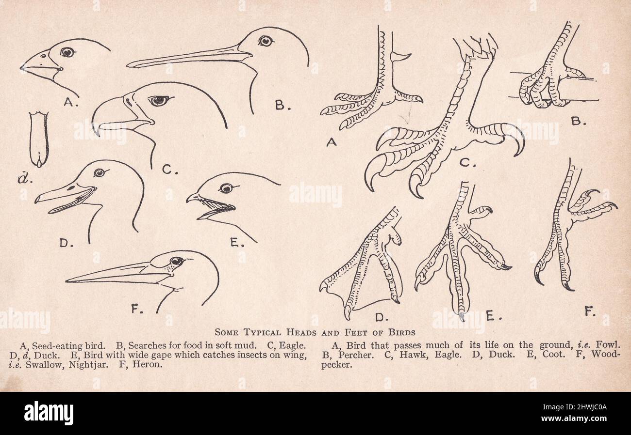Ilustración vintage del libro 'British Nesting Birds' de W. Percival Westell - algunas cabezas y pies típicos de aves. Foto de stock