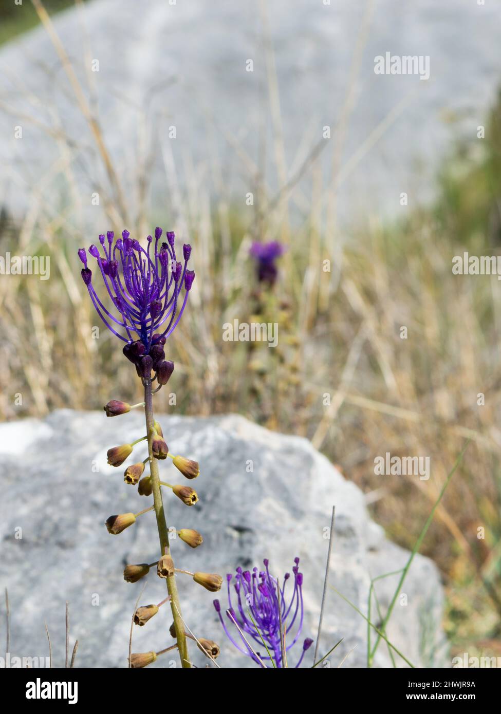 Flor de primavera Muscari comosum, Leopoldia comosa conocido como jacinto de tassel que crece en los terrenos rocosos, en Dalmacia, Croacia Foto de stock