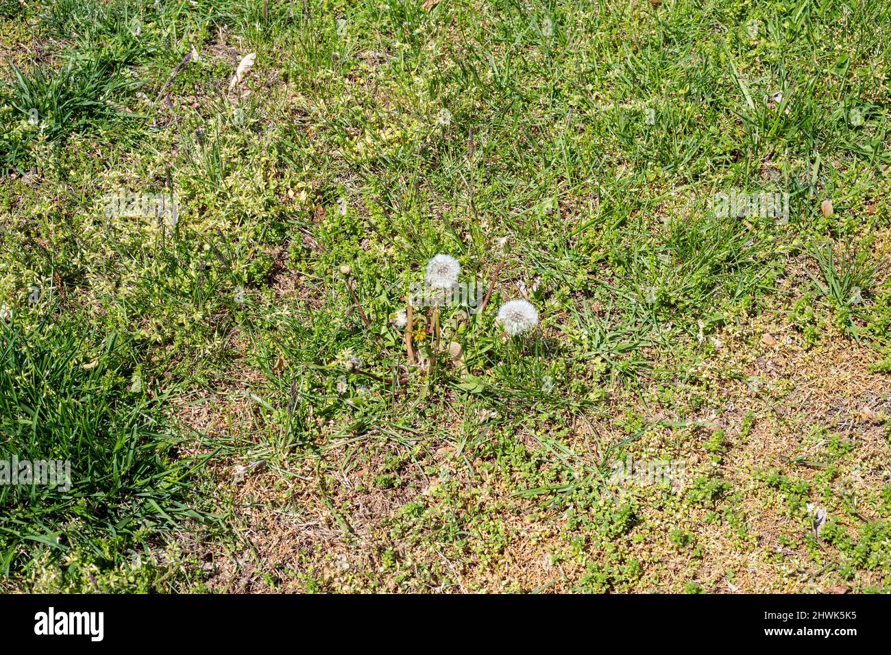 Untended Lawn, Weeds, Virginia, Estados Unidos. Foto de stock