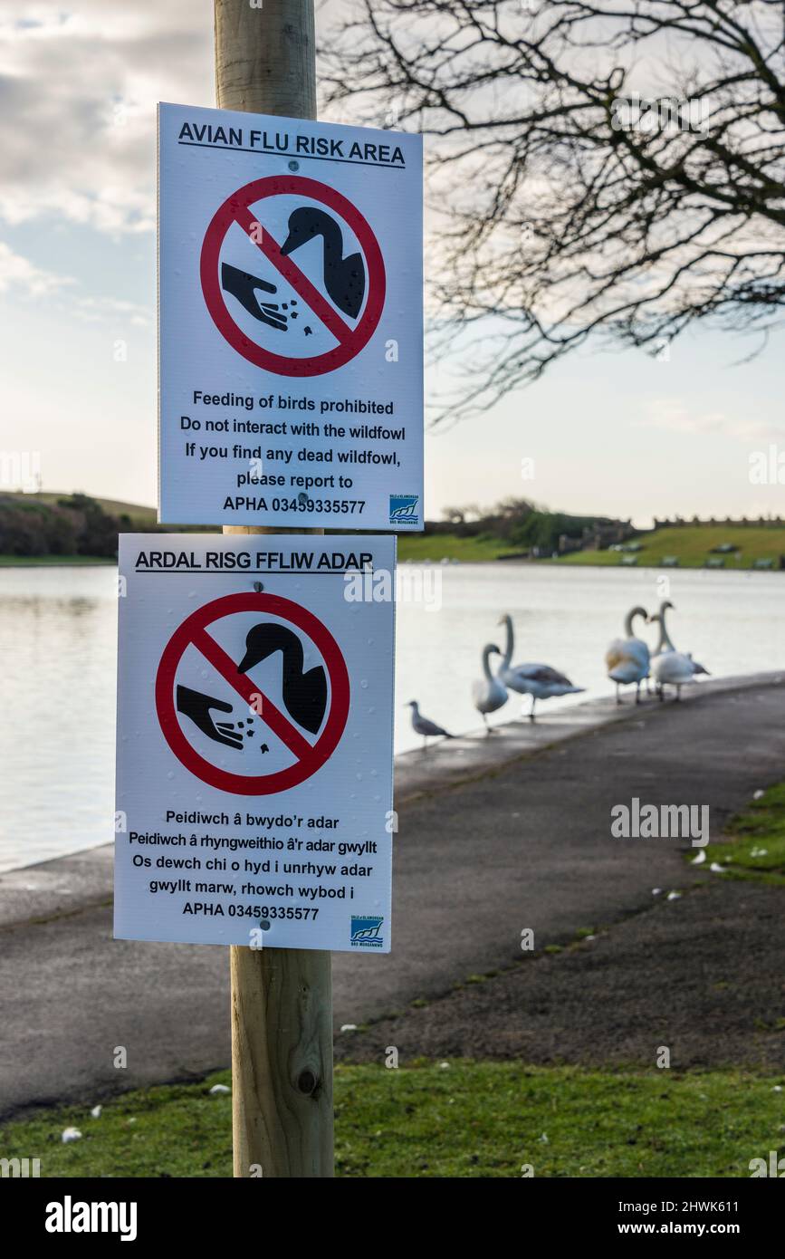 Señales temporales en galés e inglés en un parque público advirtiendo que la gripe aviar está presente entre los cisnes vistos en el fondo. Foto de stock