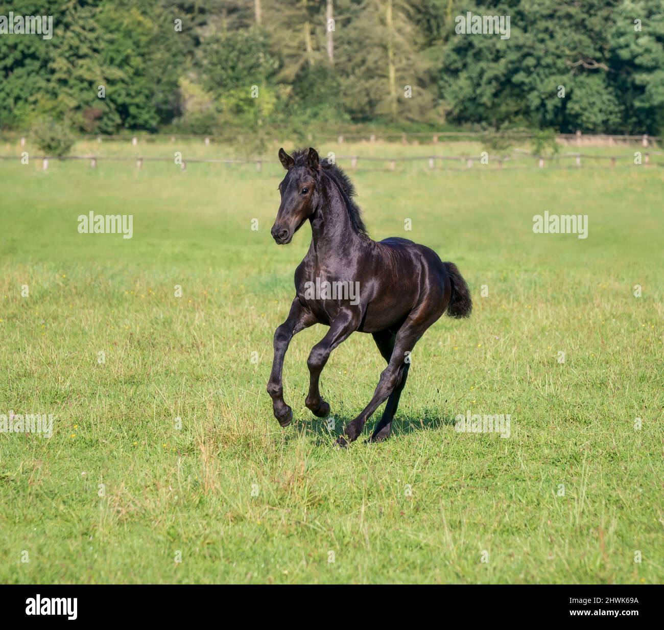 Un lindo potro de 3 meses de edad, macho negro barroca, tipo barroco caballo warmblood, correr en un galope en un prado de hierba verde, Alemania Foto de stock