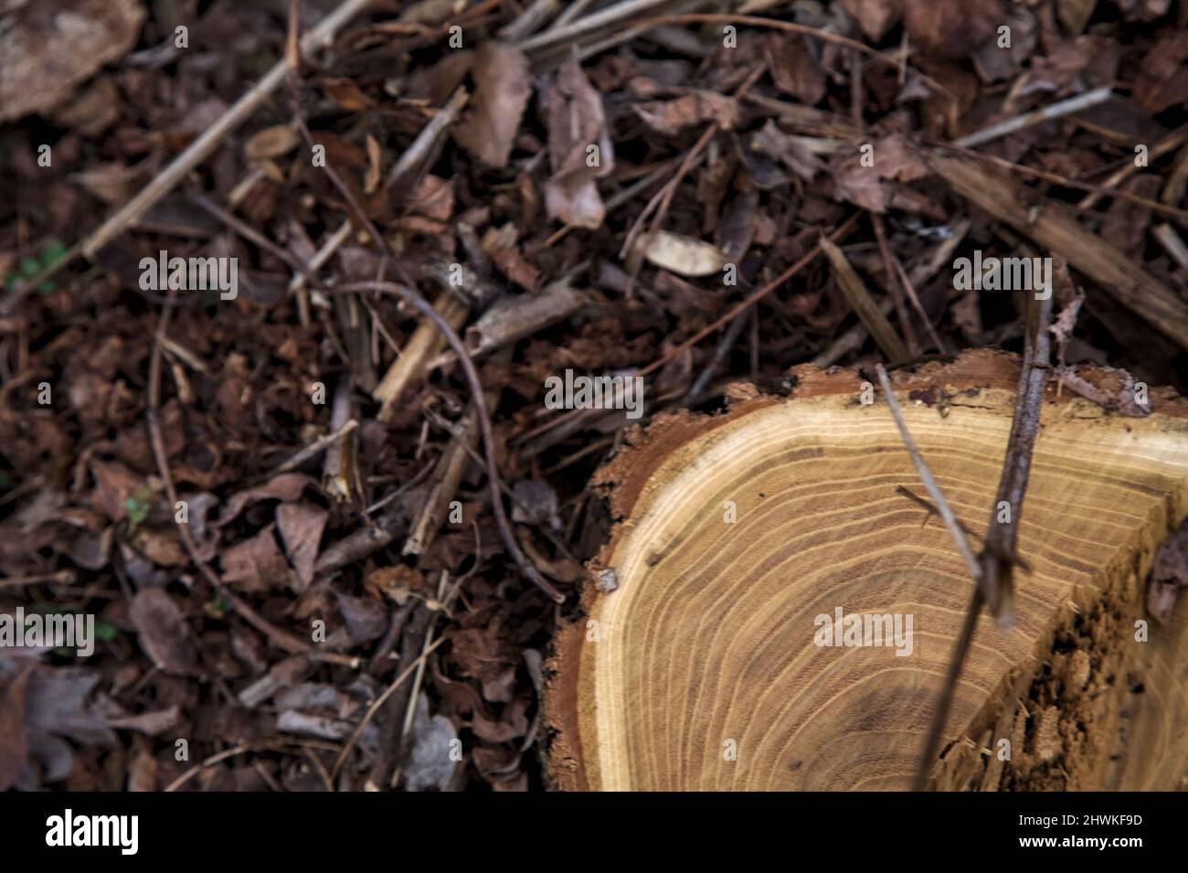 Virutas de madera sobre una madera. Rizado de astillas de madera Fotografía  de stock - Alamy