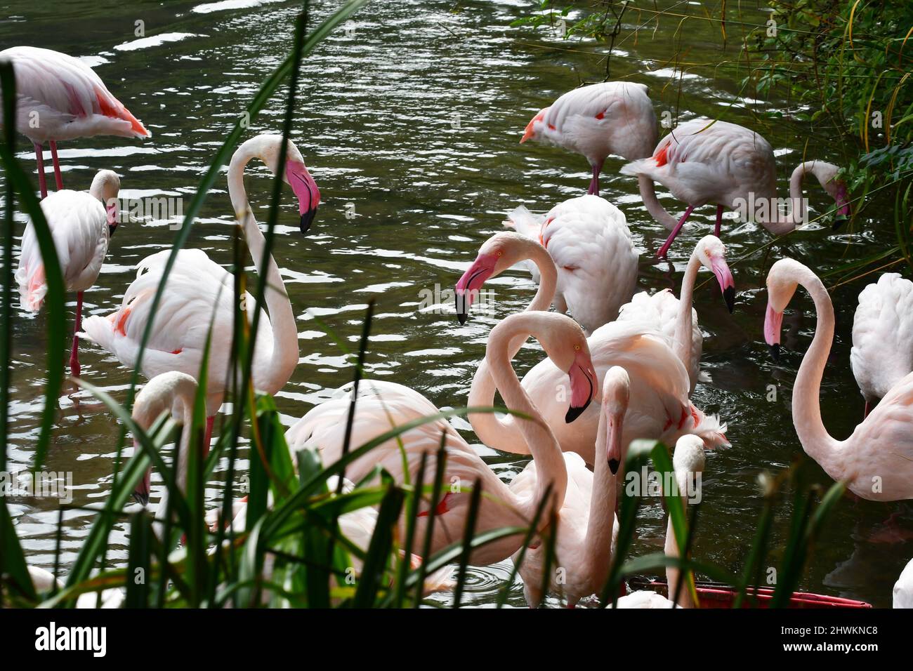 La mayor población de flamencos en Birdland Park & Gardens en Bourton-on-the-agua, Gloucestershire, Reino Unido Foto de stock