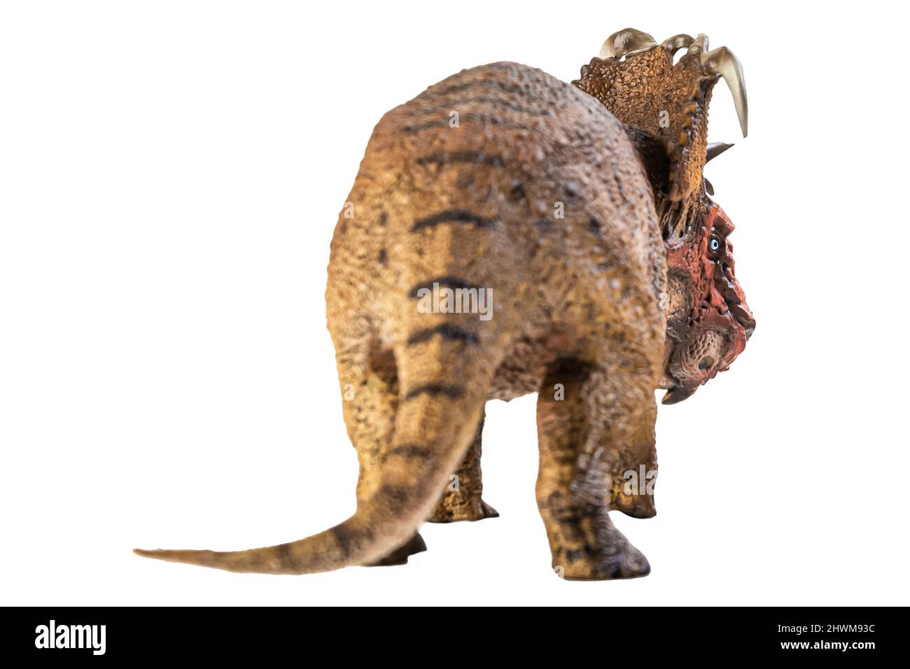 Pachyrhinosaurus , dinosaurio sobre fondo blanco . Foto de stock