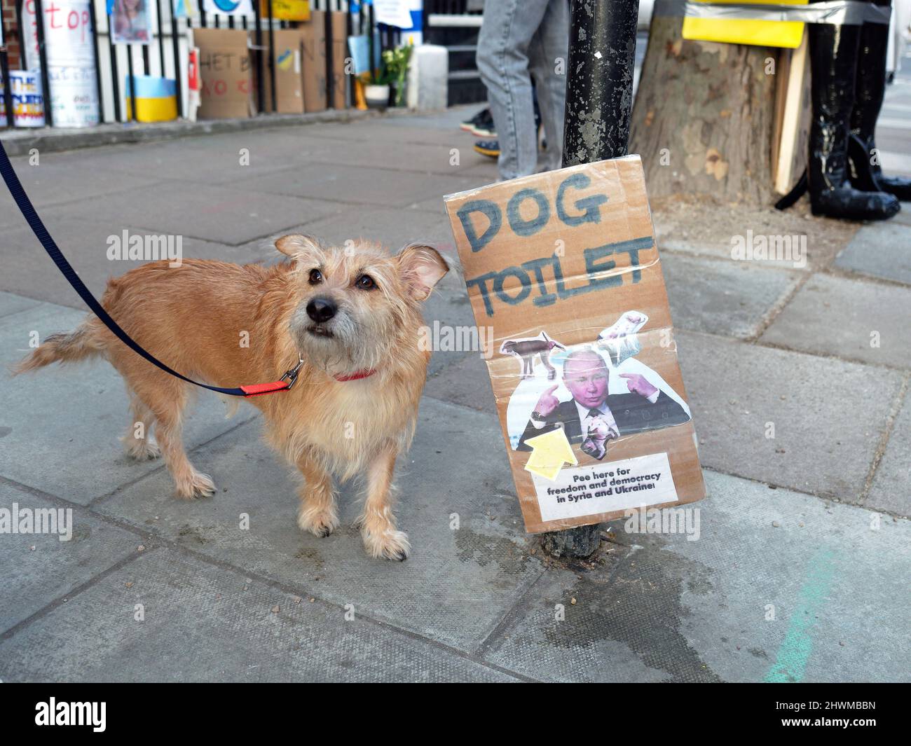 Un perro se pregunta si debe usar el inodoro para perros anti-Putin fuera de la embajada rusa en Londres para protestar por la invasión rusa de Ucrania Foto de stock