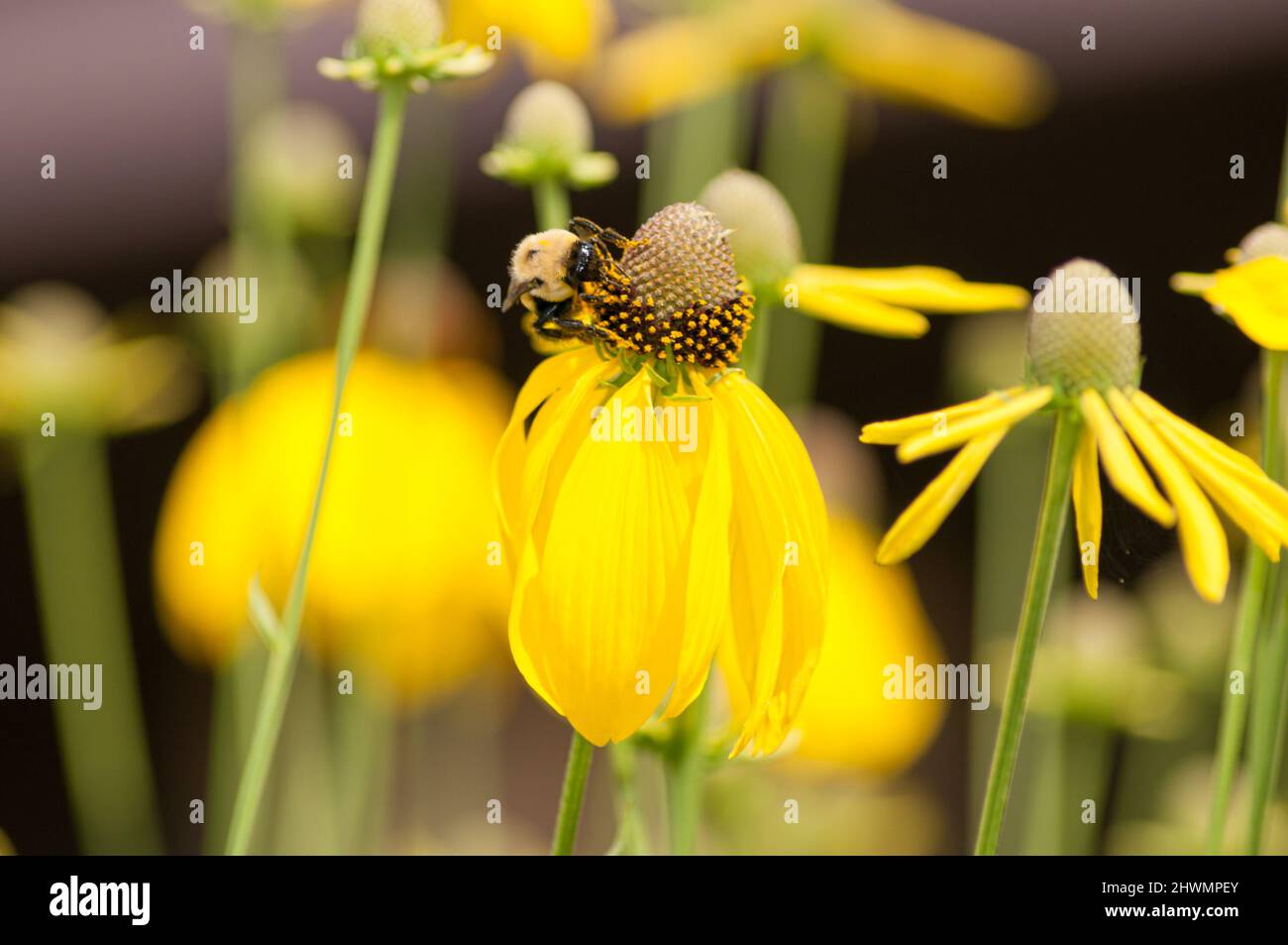 De cabeza gris (Ratibida Coneflowers pinnata) con bumblebee, el Parque Nacional de Shenandoah, off Skyline Drive. Foto de stock