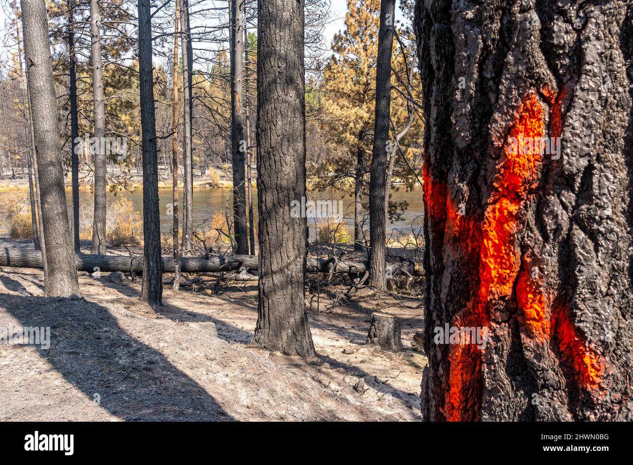 Daños por incendios provocados por incendios forestales de Oregón Foto de stock