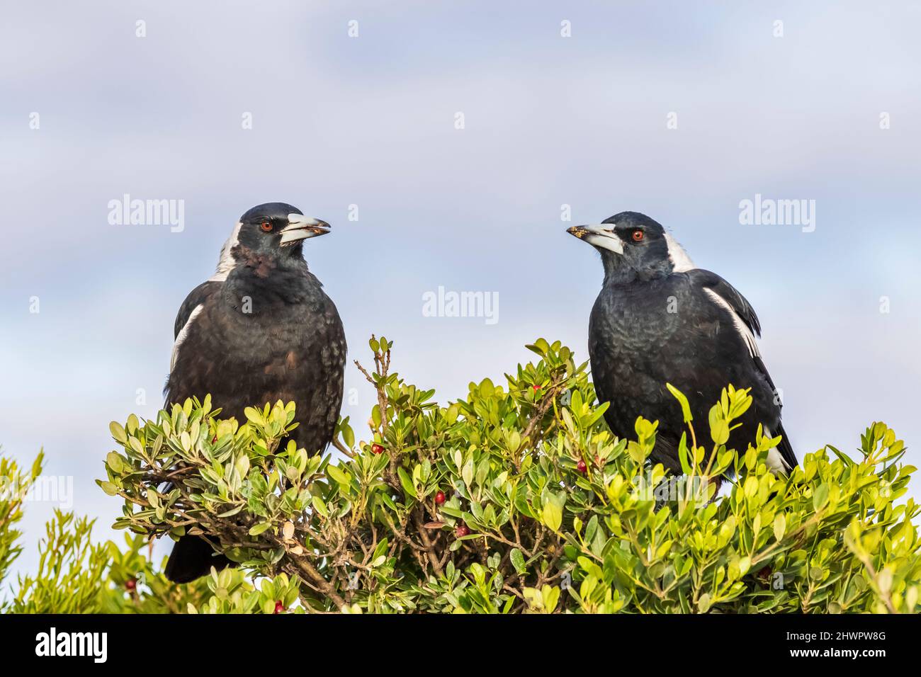 Dos magpies australianos (Gymnorhina tibicen) que percan en ramas de árboles Foto de stock