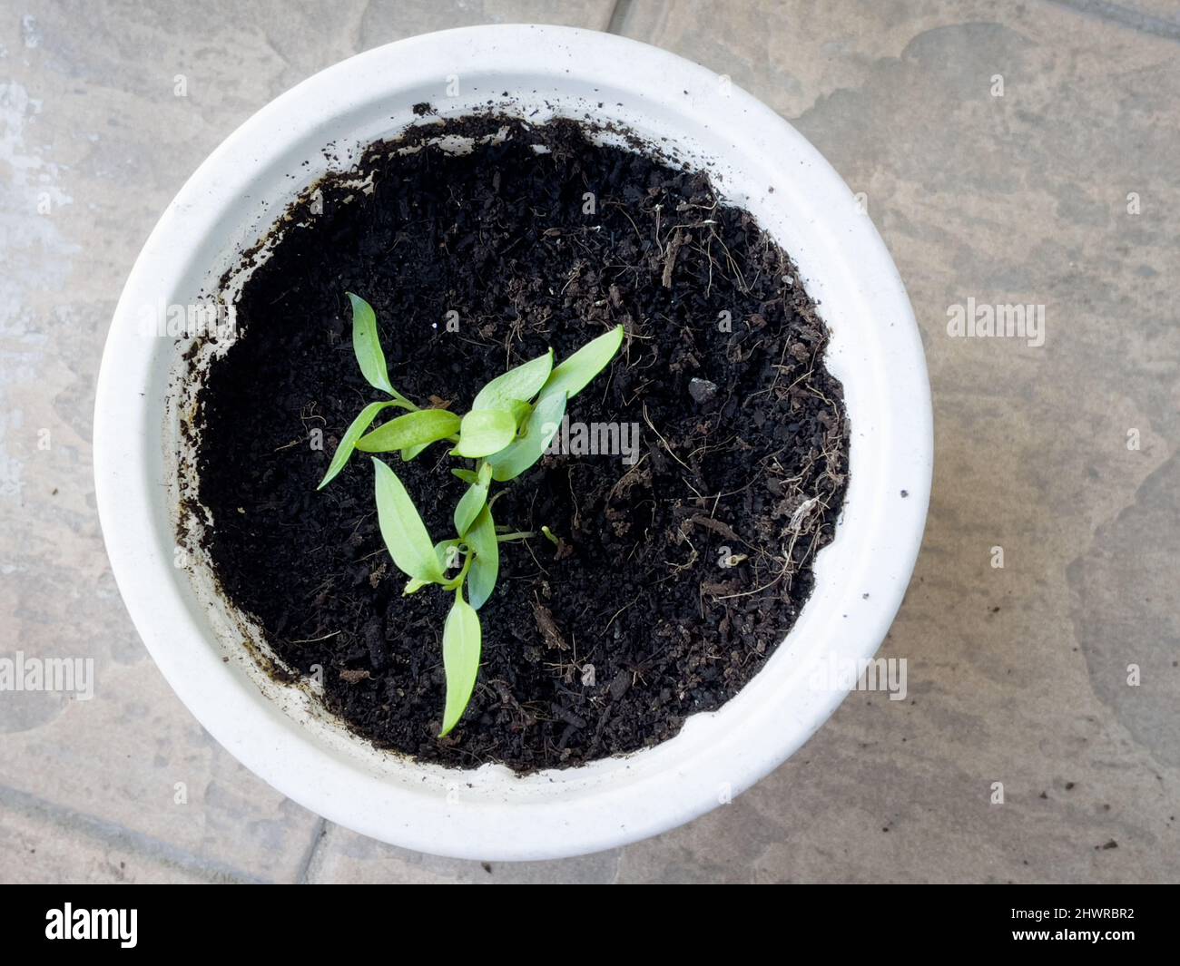 Vista superior de las plántulas de pimiento (Capsicum annuum) que crecen en una pequeña maceta blanca en el jardín. Foto de stock