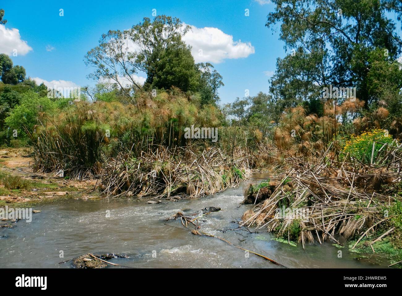 Árboles que crecen a lo largo de las orillas del río Ewaso Ngiro en Kenia  Fotografía de stock - Alamy