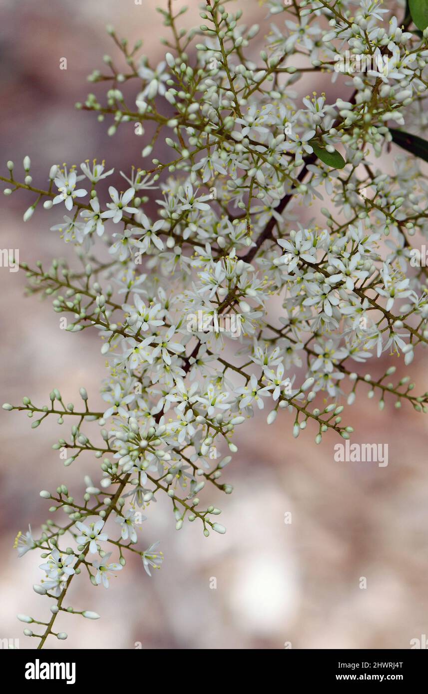 Delicadas flores blancas y fragantes del australiano Blackthorn, Bursaria spinosa, familia Pittosporaceae. Endémica del este y sureste de Australia Foto de stock