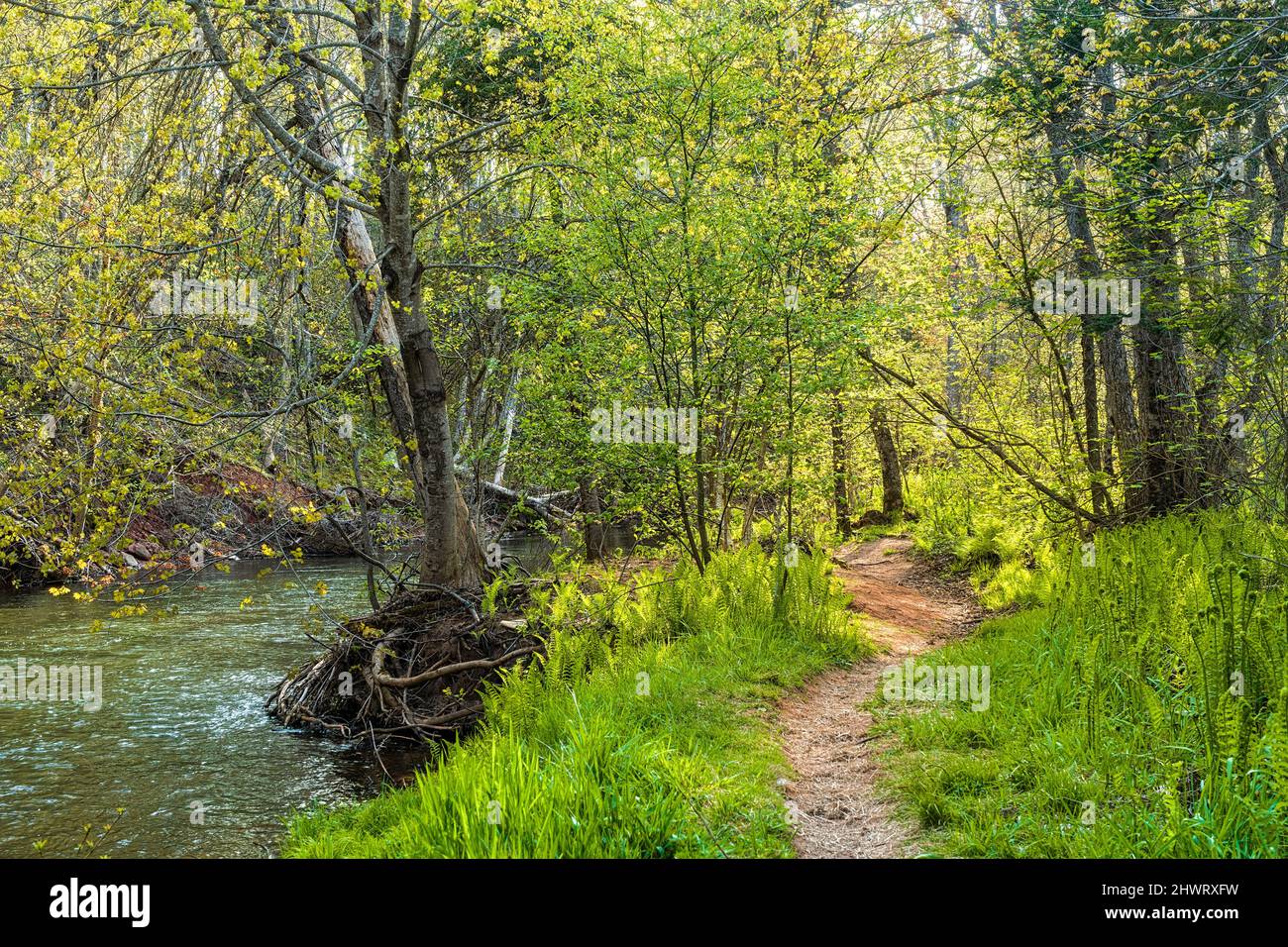 Tranquilo paseo primaveral a orillas del río en la isla rural del Príncipe Eduardo, Canadá. Foto de stock
