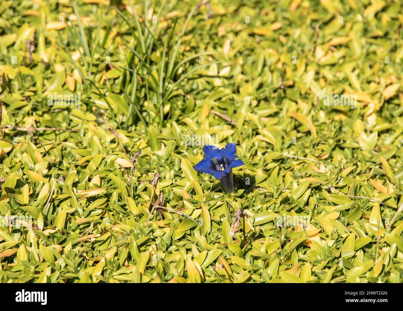 la trompeta azul como flor de un genciano sin tallo en un jardín de verano Foto de stock