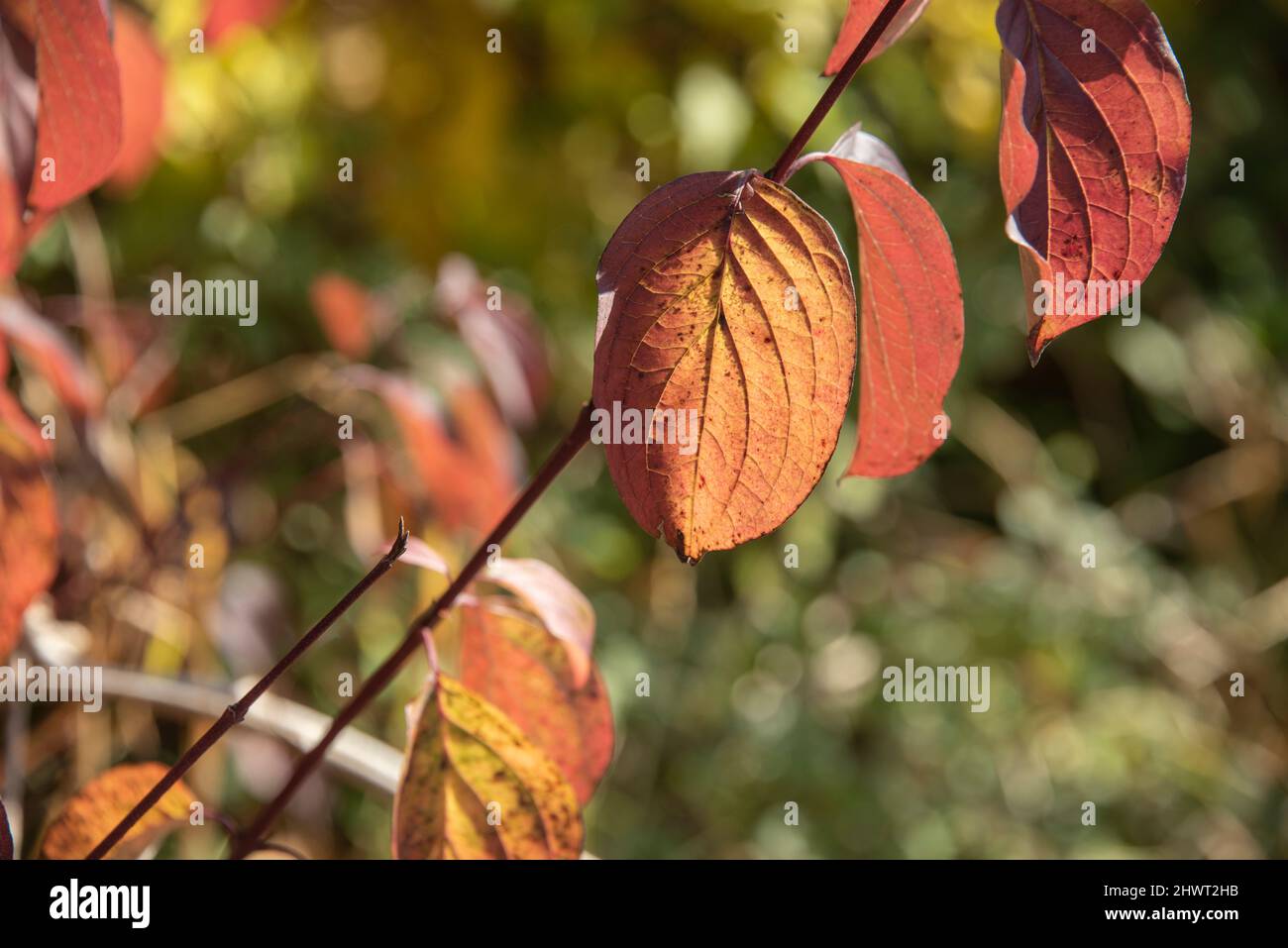 primer plano de las hojas de color rojo de un arbusto de madera de perro en un día soleado en otoño Foto de stock