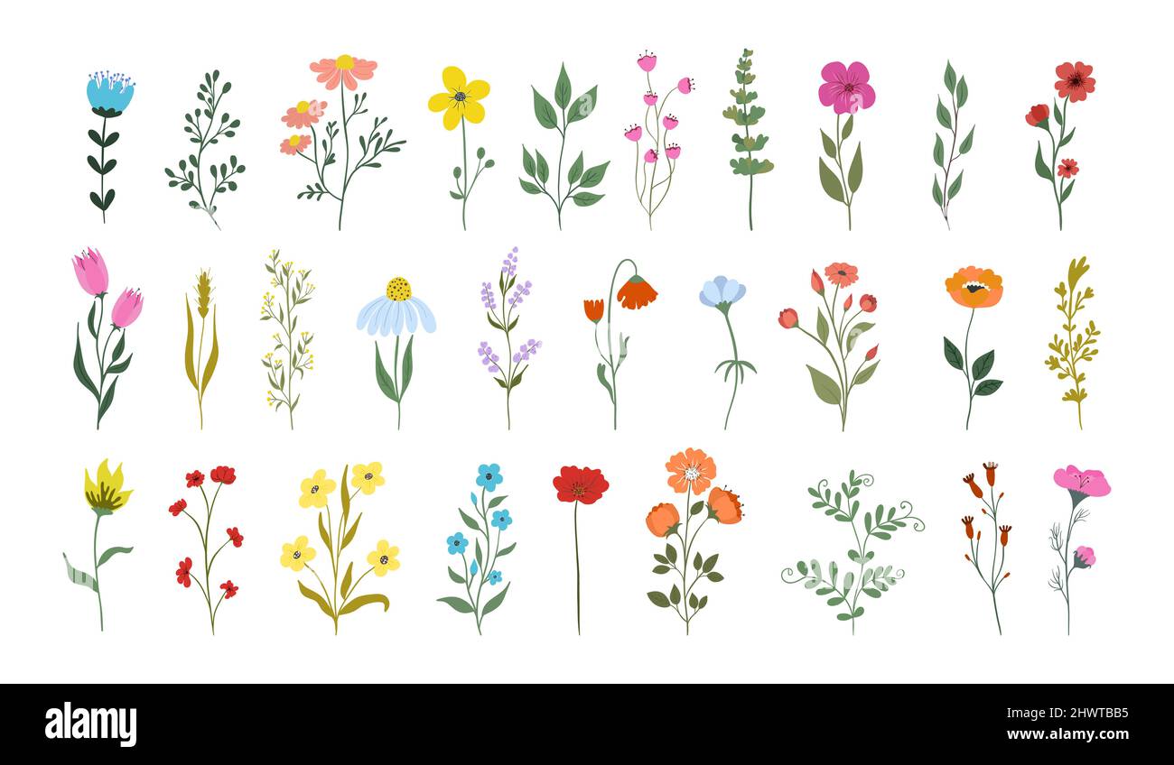 Colección de hermosas hierbas silvestres, plantas herbáceas con flores, flores en flor, aisladas sobre fondo blanco. Botánico detallado dibujado a mano Ilustración del Vector