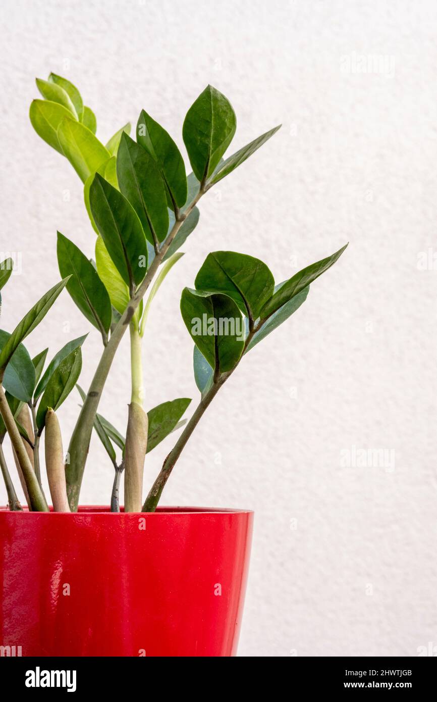 Flor de zamioculca fotografías e imágenes de alta resolución - Alamy