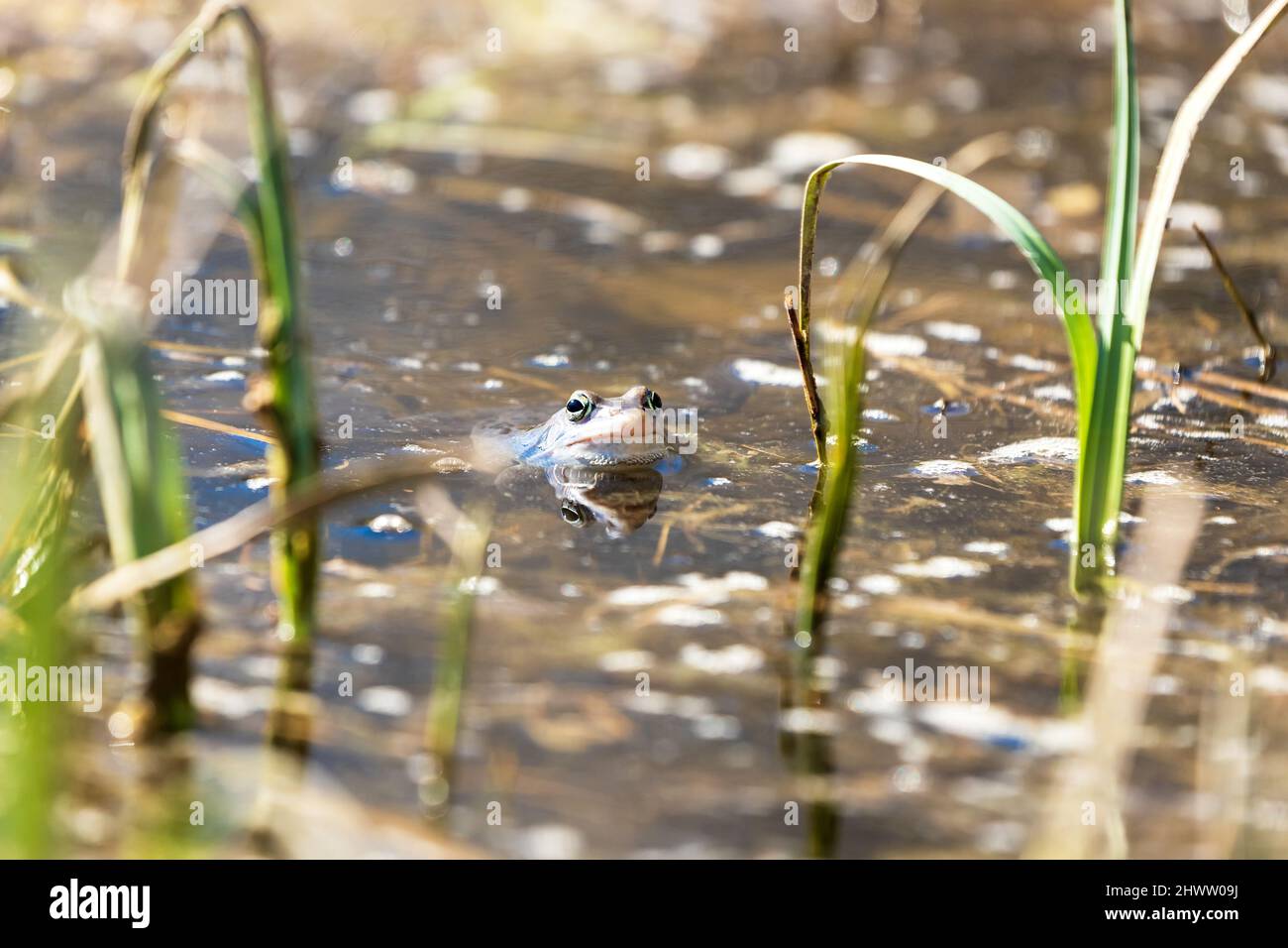 Rana azul - Rana arvalis en el agua en el momento de apareamiento. Foto salvaje de la naturaleza. La foto tiene un buen bokeh. La imagen de una rana se refleja en el agua. Foto de stock